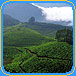Delhi, Agra, Jaipur, Jodhpur, Ranakpur, Udaipur, Bombay, Cochin, Munnar, Thekkady, Kumarakom, Kovalam, Trivendrum, Kanyakumari